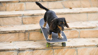Tech giants and tiny dogs