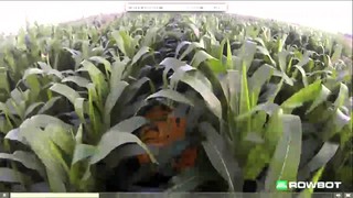 Founder Kent Cavender-Bares shows how Rowbots robotic farming fertilizes ...