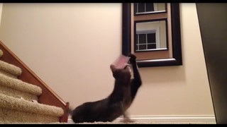 Throwing Cards With My Cat | Rick Smith Jr.