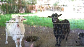 Wildwood farm bnb social story video7