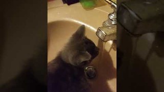My older sister's kitty