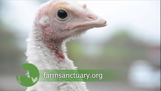 Farm Sanctuary on TALK BUSINESS 360 TV