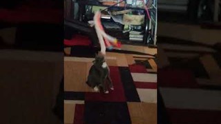 My sister's kitty pt.2
