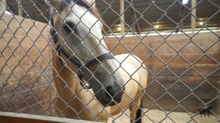 The Noble Horse Social Story 3