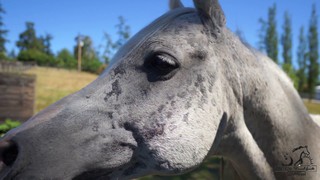 Wildwood farm bnb social story video5